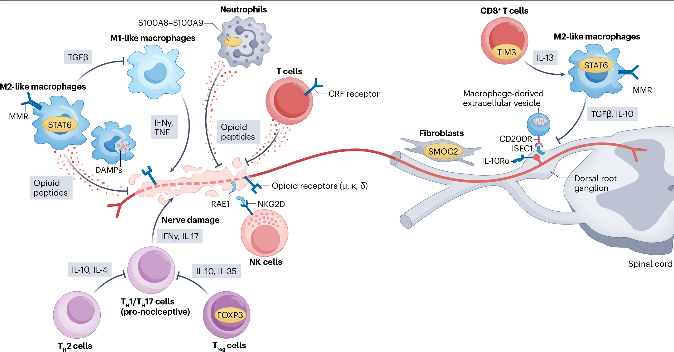 Pain-resolving immune mechanisms in neuropathic pain(科研通-ablesci.com)-8 নিউরোপ্যাথিক ব্যথা (科研通-ablesci.com)-8-এ ব্যথা-সমাধানকারী ইমিউন মেকানিজম