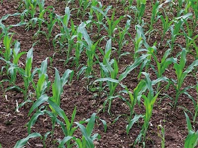 Soil Conditioner_06 مكيف التربة_06