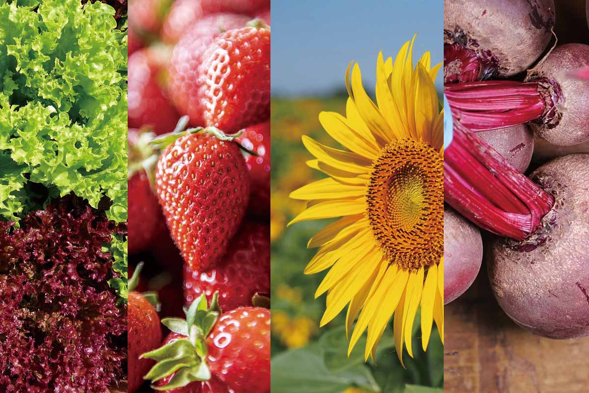 top 4 beginner vegetables Cele mai bune legume pentru începători