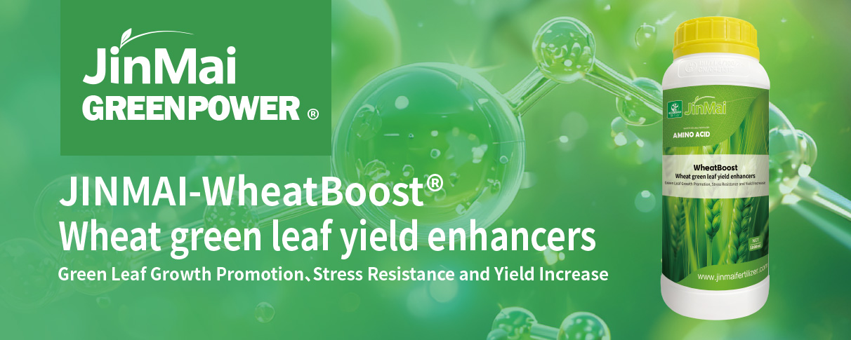 Wheat Green Leaf Yield Enhancers Fertilizer_01 गेहूं की हरी पत्ती की उपज बढ़ाने वाला उर्वरक_01