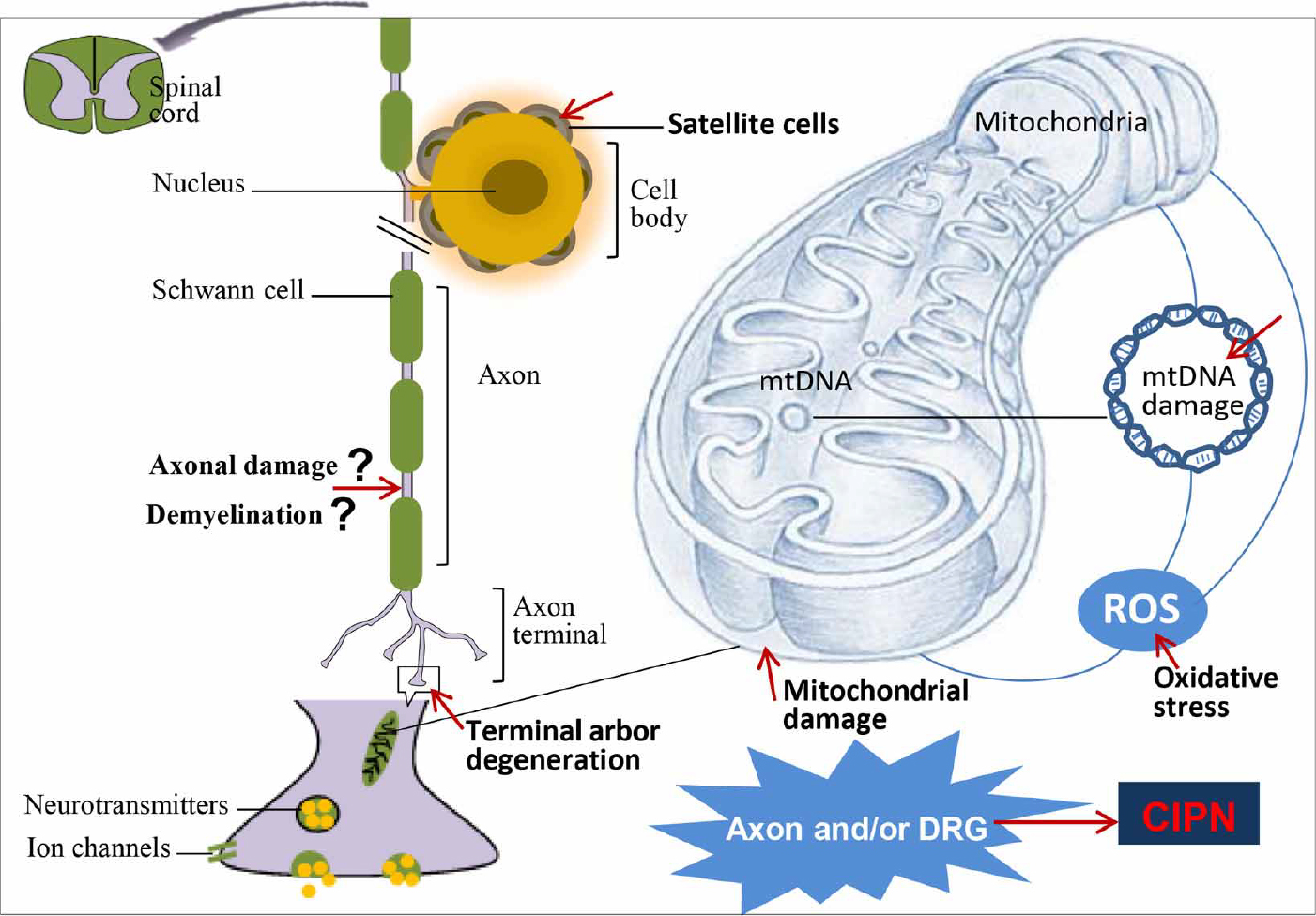 fphar-04-00156-5 fphar-04-00156-5