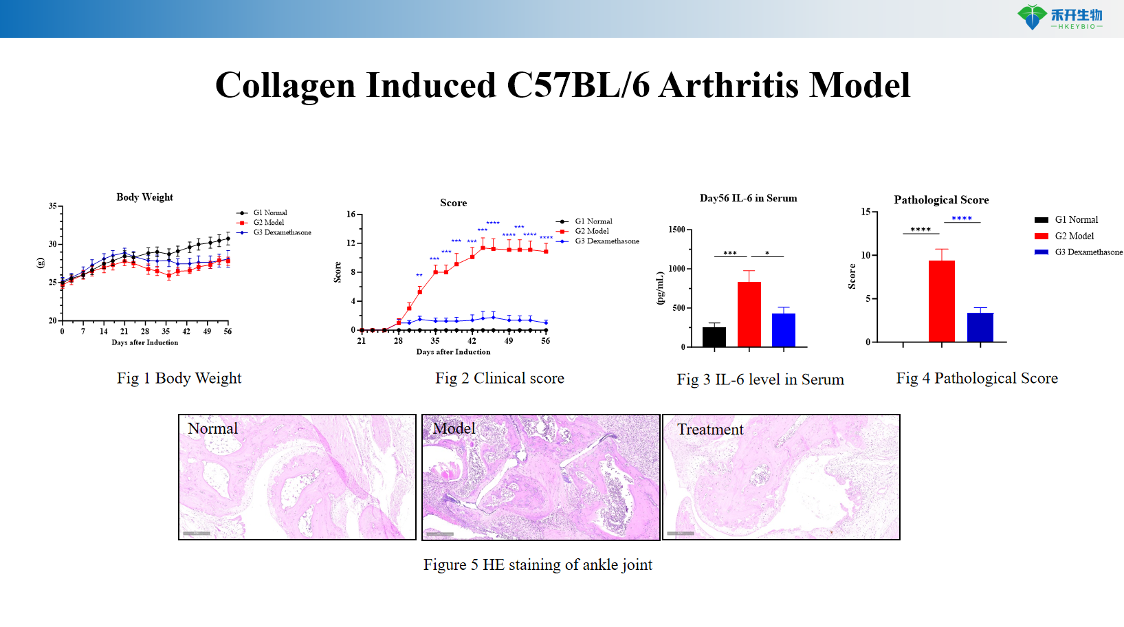 Collagen Induced C57BL/6 Arthritis Model 2