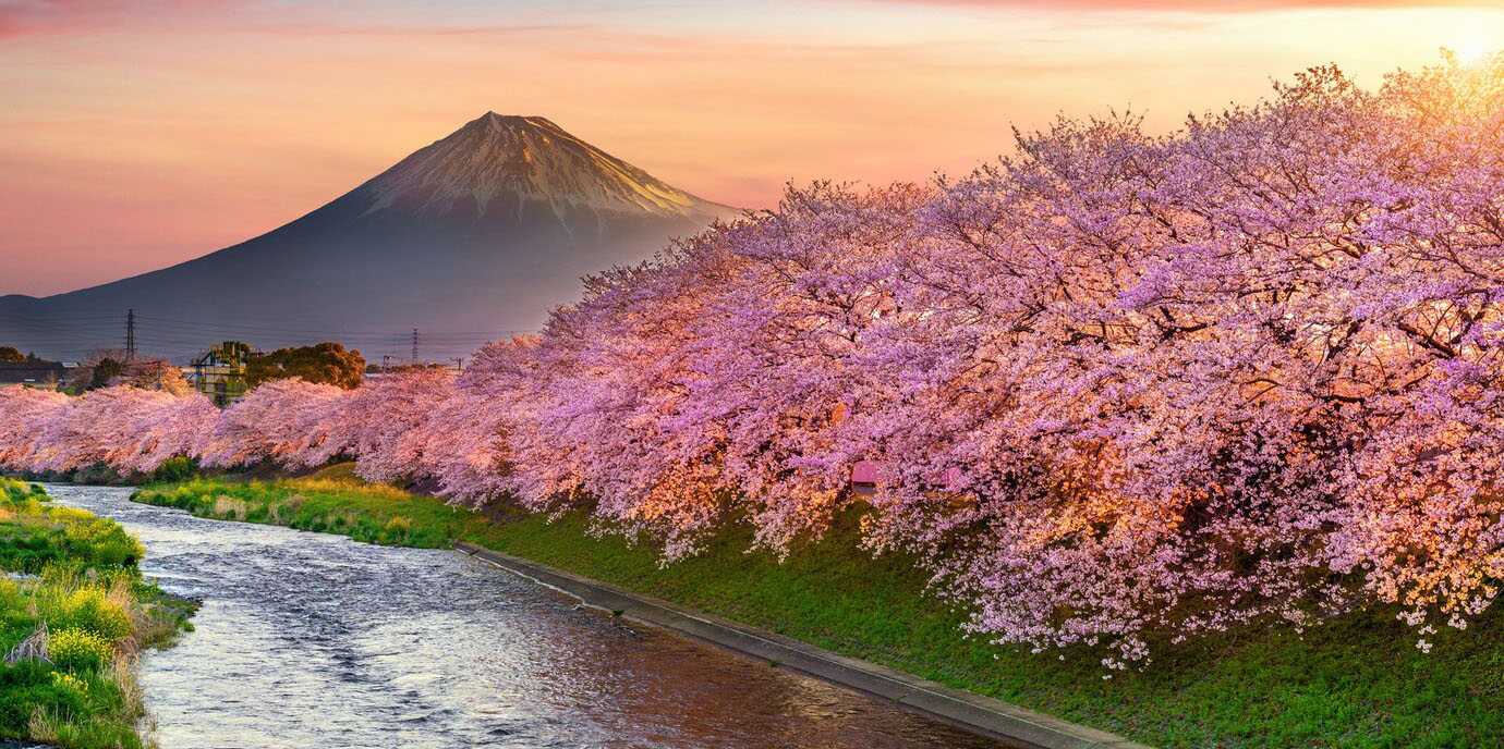 baharda-g&uuml;ndoğumunda-kiraz-&ccedil;i&ccedil;ekleri-ve-fuji-dağı-japonya'da-shizuoka_335224-110
