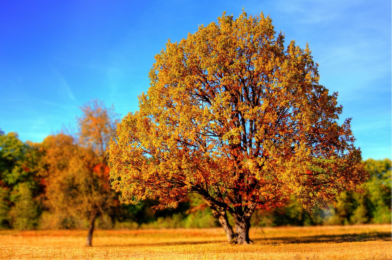 Baum-99852_1280