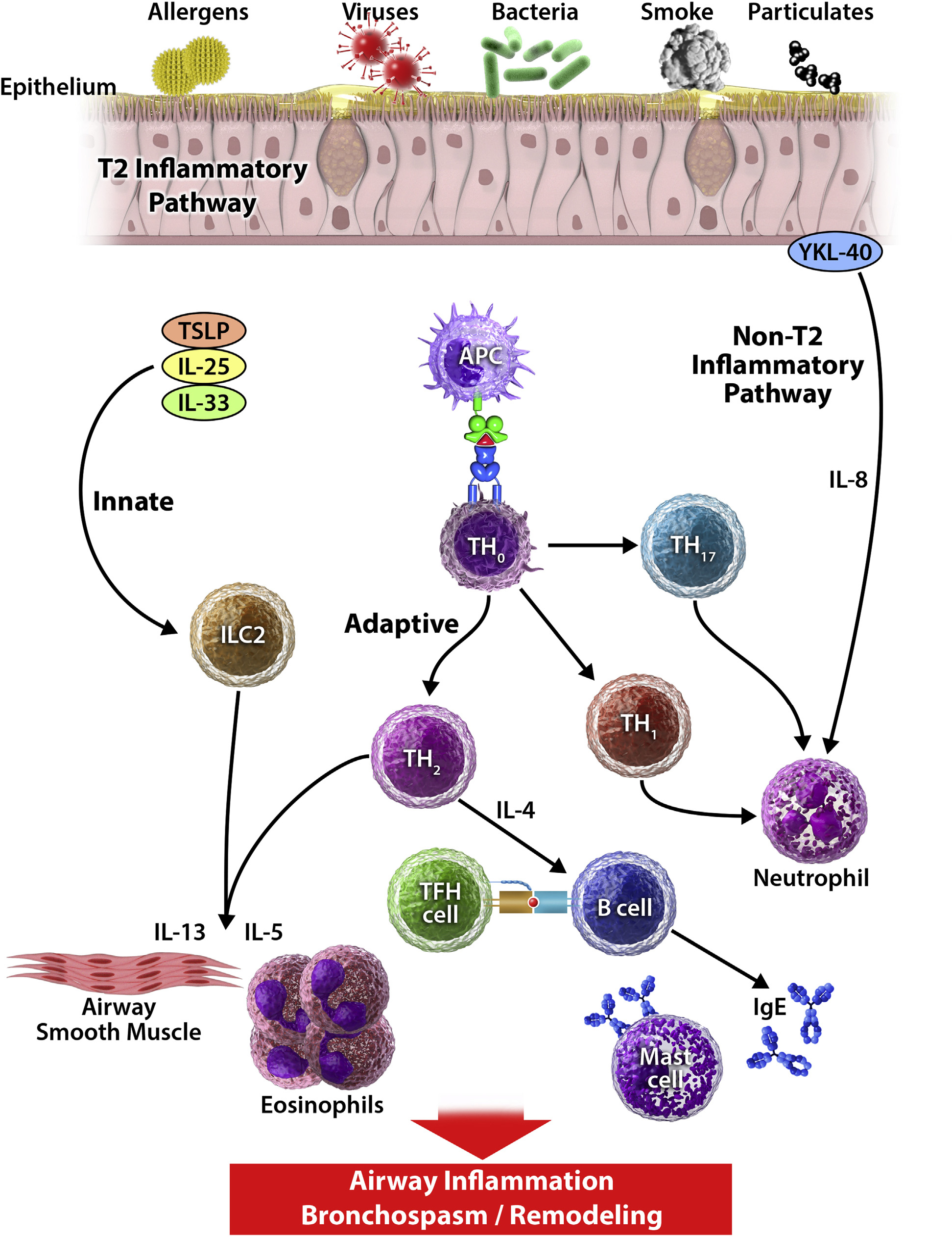 2019-Astma-Kliniske vurderinger i allergi og immunologi(1)-6