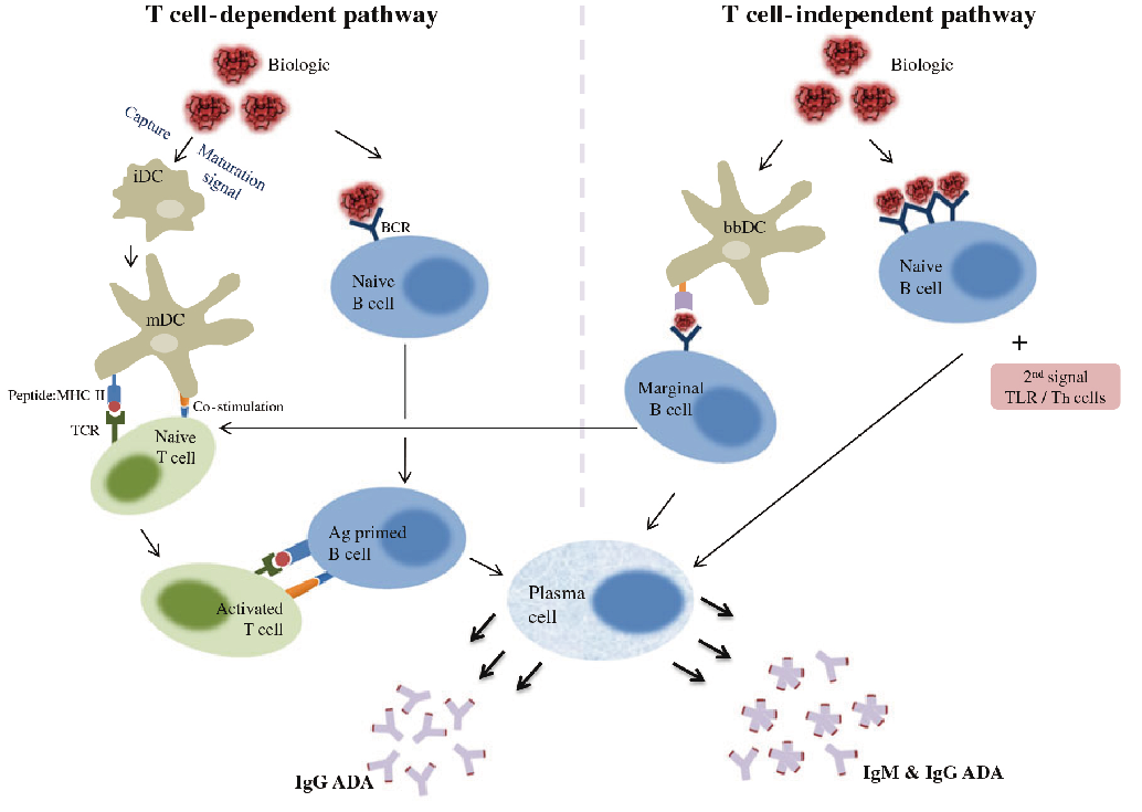 fe99f576a5bfb2c6bd6039c7bbde4b4