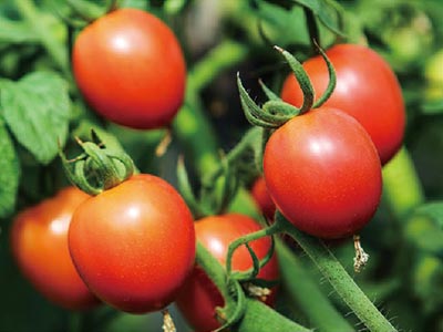 Усилители окраски томатов Fertilizer_04