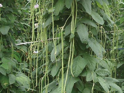 کود محرک افزایش طول سلولی_05