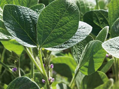 Atrativo de insetos_10