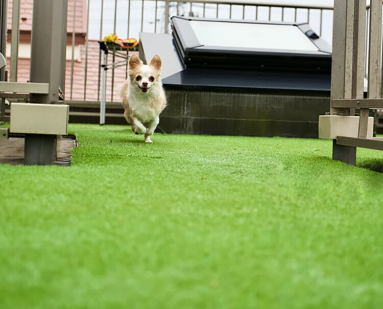 k&uuml;lt&eacute;ri hamis fű kuty&aacute;knak