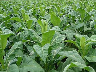 Fertilizante hidrolizado de alta concentraci&oacute;n de prote&iacute;na microbiana