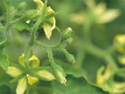 Tomatenwachstumskontrolle, Bl&uuml;h- und Fruchtverst&auml;rker, D&uuml;nger_04