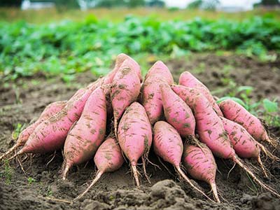 Engrais β-1,3 Glucane_03