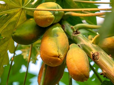 Agente Microbiano Org&acirc;nico Composto_11