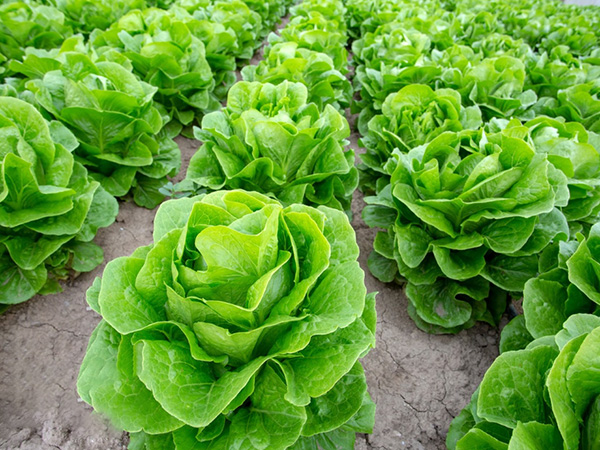 Pept&iacute;deos de Col&aacute;geno Ativos_08