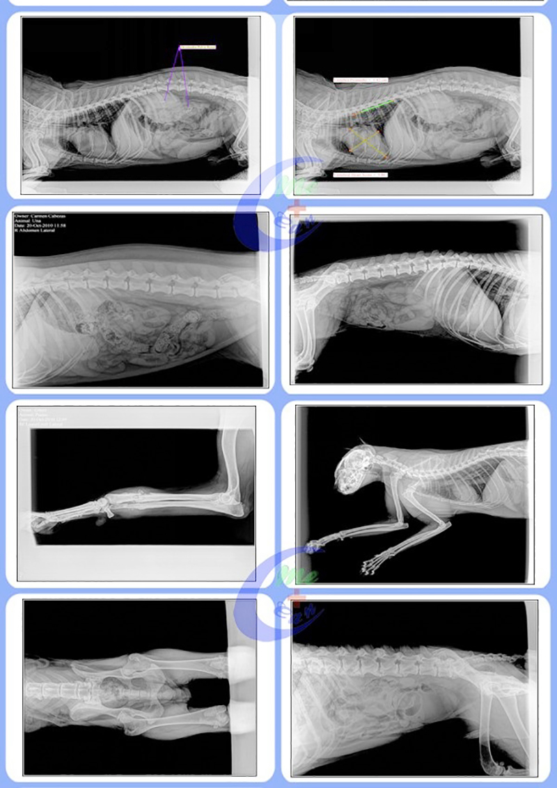 E hoʻāʻo i nā kiʻi no ka mīkini x ray vet digital