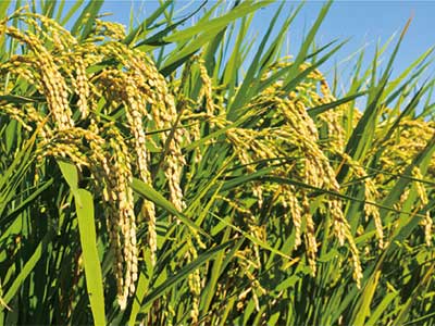 Engrais NPK &agrave; large spectre_07