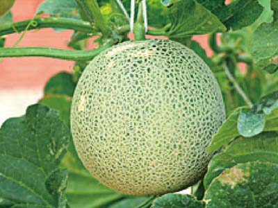 Engrais NPK pour algues_08