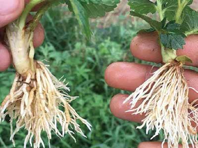 Fertilizzante all'essenza di alghe marine