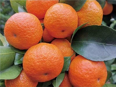 کود محرک افزایش طول سلولی_07