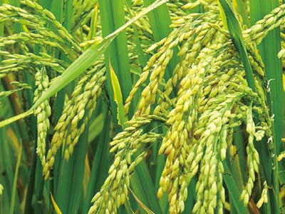 Atrativo de insetos_05