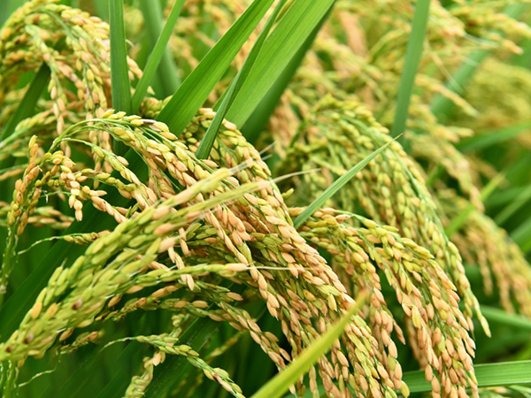 Pept&iacute;deos de Col&aacute;geno Ativos_09