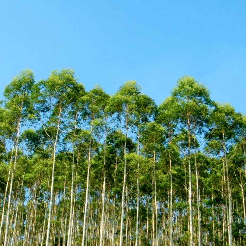桉树 Kayu Putih 