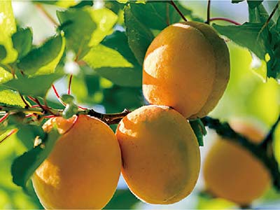 کود محلول ال آمینو پپتید