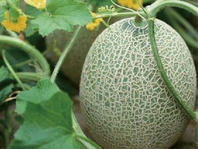 کود محرک افزایش طول سلولی_08