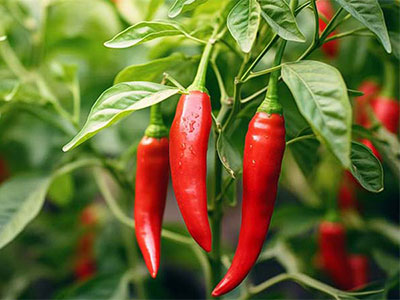 Verduras