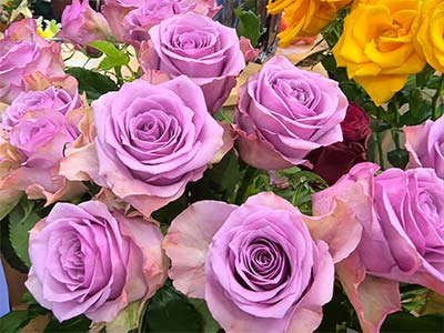 고효율 식물 꽃과 과일 촉진제 비료_10