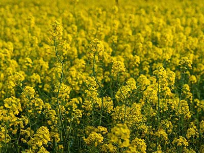 Fertilizante Glucano Boro Molibd&ecirc;nio Zinco_10