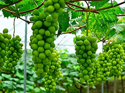 سماد معزز للنمو الإنجابي_05