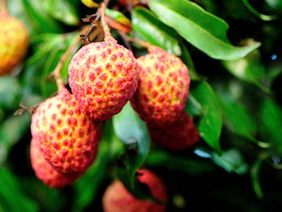 Specializzato nel controllo della difesa fungina_04