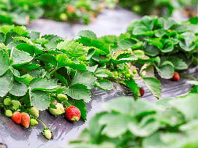 진드기 방제를 위한 특별_09