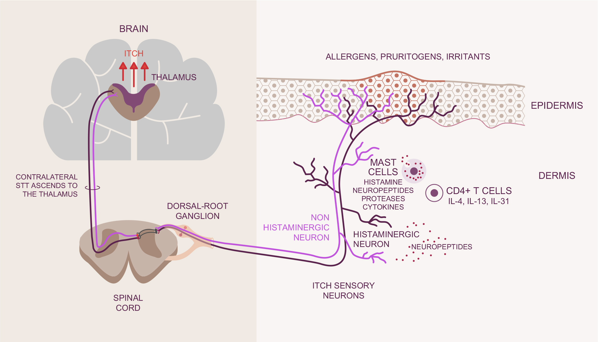 សរីរវិទ្យា និងរោគសរីរវិទ្យានៃការរមាស់(科研通-ablesci.com)-3