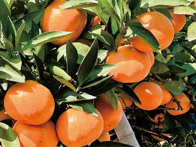 Zusammengesetzter saurer Glucan-Kalzium-Bor-D&uuml;nger