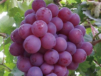 Engrais biostimulant compos&eacute; universel d’expansion des fruits_04