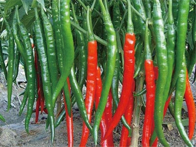 کود محرک افزایش طول سلولی_09