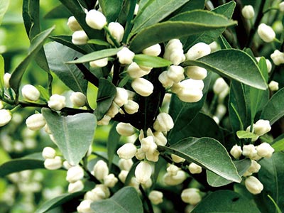 Fertilizante promotor de flores de alta eficiencia_05
