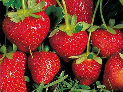 Engrais NPK &agrave; large spectre_09