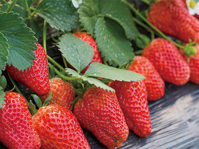 Engrais biostimulant compos&eacute; universel d’expansion des fruits_05