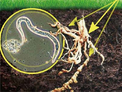 Especializado para controle de nemat&oacute;ides_04