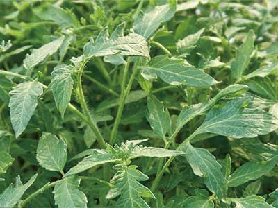 Atrativo de insetos_08