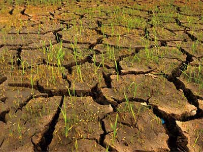 Agente per la riduzione del sale e la ritenzione dell'umidit&agrave; nel suolo_03