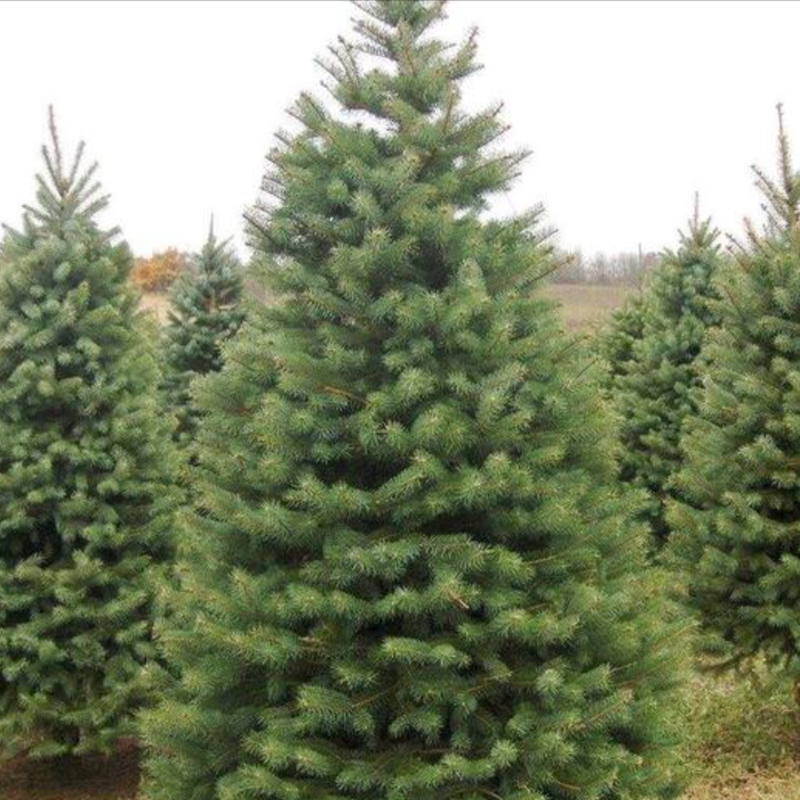 archa