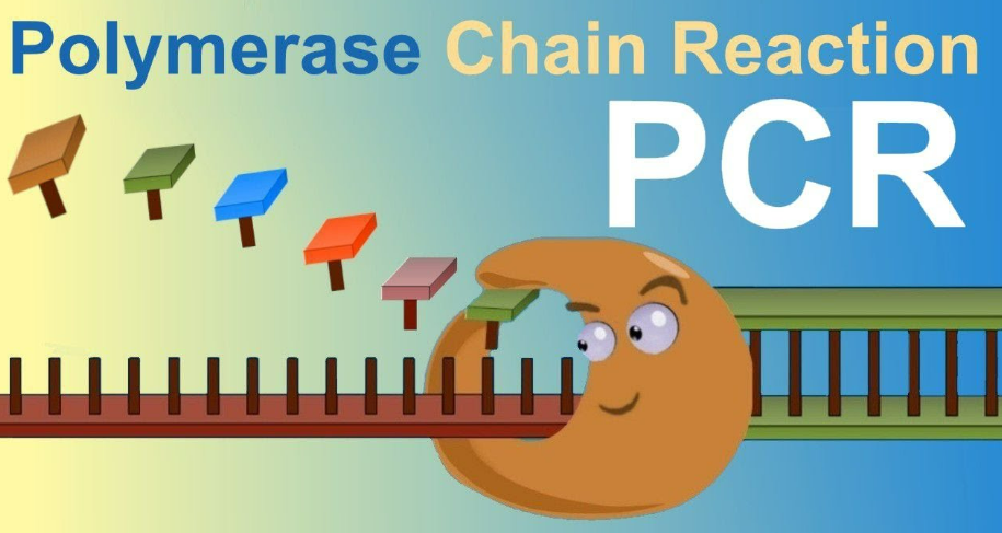 PCR机
