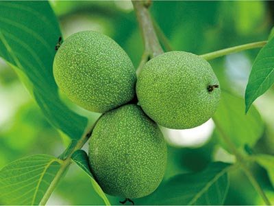 Zusammengesetzter saurer Glucan-Kalzium-Bor-D&uuml;nger
