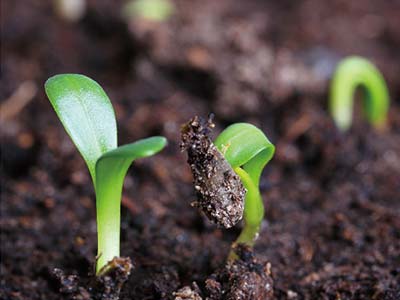 Engrais NPK pour algues_03