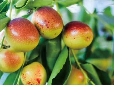 Fertilizante de fosfito de potasio